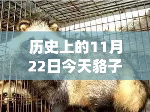 历史上的今日与智能皮价监测器，今日貉子皮最新价格融合科技与生活的革新