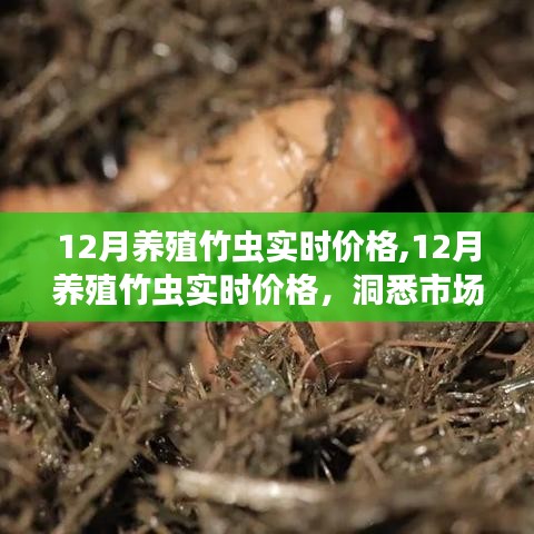 洞悉市场动态，12月养殖竹虫实时价格与商机解析