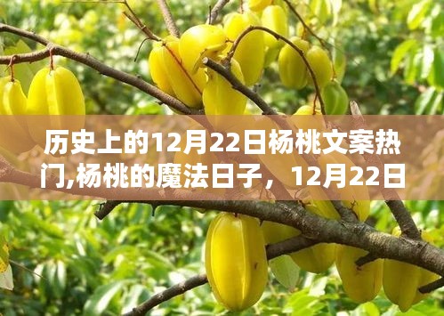 杨桃魔法日，历史上的12月22日与温馨日常回忆