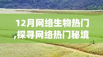 探寻网络热门秘境，与自然美景的浪漫邂逅在十二月网络生物圈盛行
