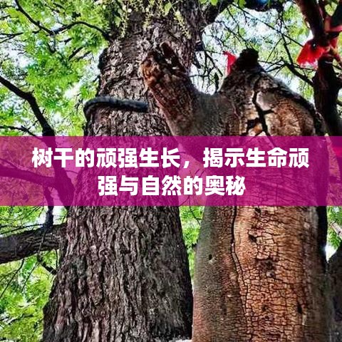 树干的顽强生长，揭示生命顽强与自然的奥秘