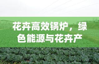 花卉高效锅炉，绿色能源与花卉产业融合创新之道