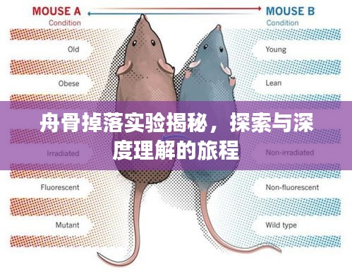 舟骨掉落实验揭秘，探索与深度理解的旅程