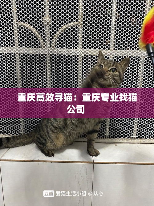 重庆高效寻猫：重庆专业找猫公司 