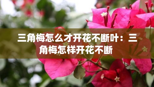 三角梅怎么才开花不断叶：三角梅怎样开花不断 