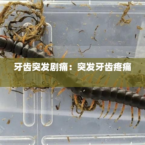 牙齿突发剧痛：突发牙齿疼痛 