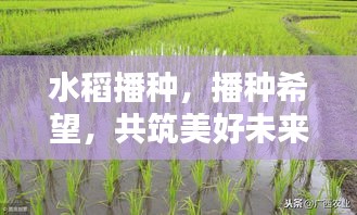 水稻播种，播种希望，共筑美好未来