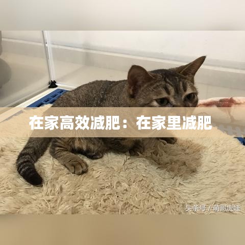 在家高效减肥：在家里减肥 