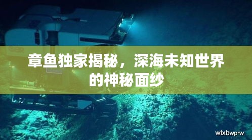 章鱼独家揭秘，深海未知世界的神秘面纱