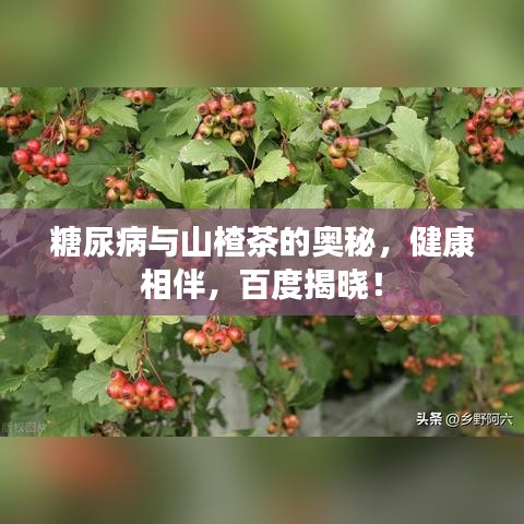 糖尿病与山楂茶的奥秘，健康相伴，百度揭晓！