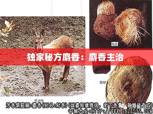 独家秘方麝香：麝香主治 