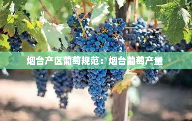 烟台产区葡萄规范：烟台葡萄产量 
