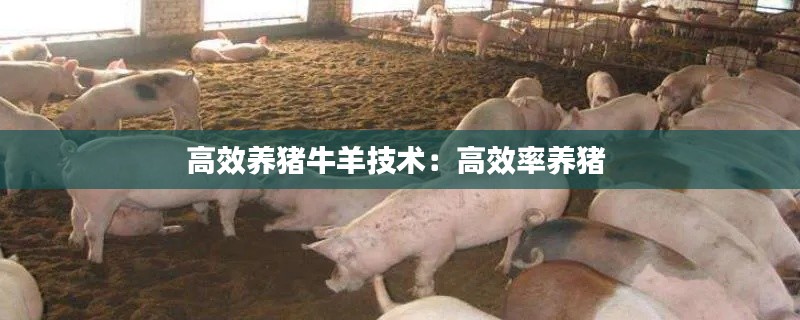 高效养猪牛羊技术：高效率养猪 