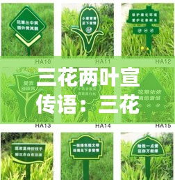 三花两叶宣传语：三花两叶是正品吗 