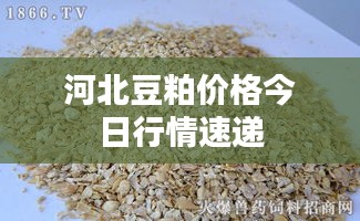 河北豆粕价格今日行情速递