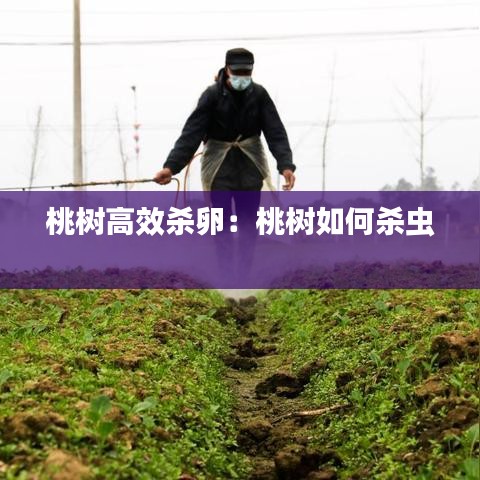 桃树高效杀卵：桃树如何杀虫 