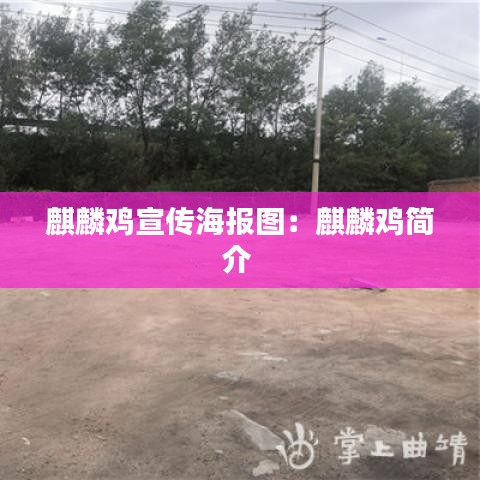 麒麟鸡宣传海报图：麒麟鸡简介 