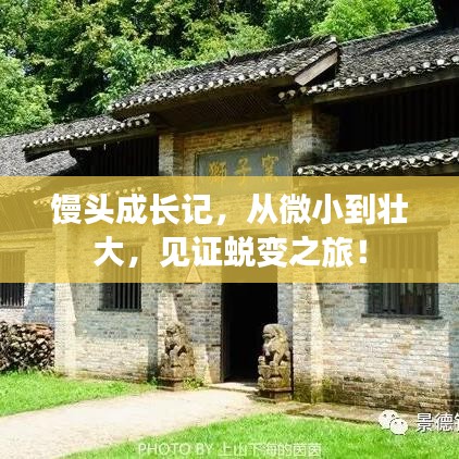 馒头成长记，从微小到壮大，见证蜕变之旅！