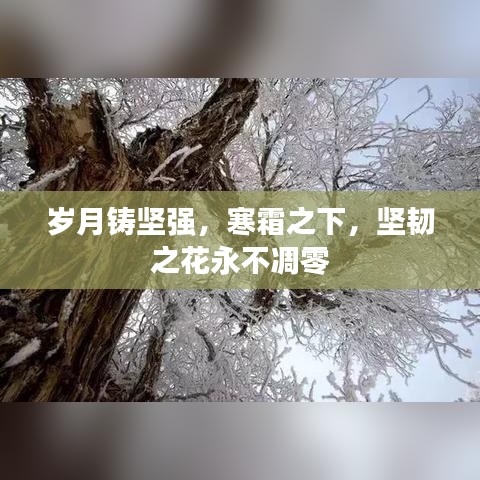 岁月铸坚强，寒霜之下，坚韧之花永不凋零