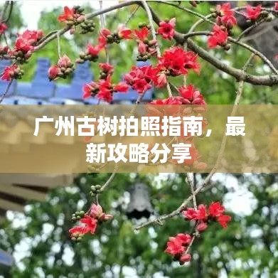 广州古树拍照指南，最新攻略分享