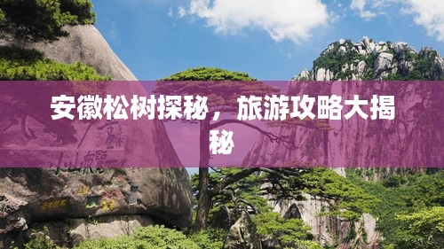 安徽松树探秘，旅游攻略大揭秘