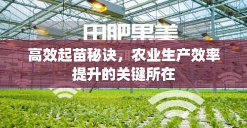 高效起苗秘诀，农业生产效率提升的关键所在