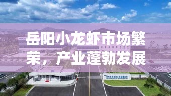 岳阳小龙虾市场繁荣，产业蓬勃发展，最新消息一网打尽