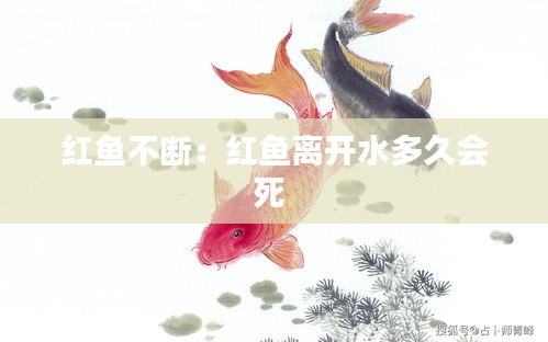 红鱼不断：红鱼离开水多久会死 