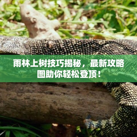雨林上树技巧揭秘，最新攻略图助你轻松登顶！