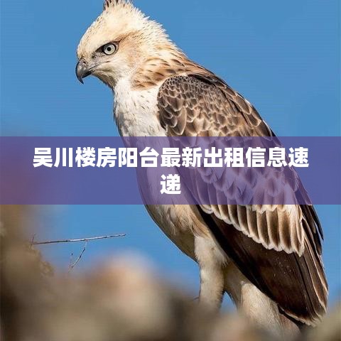 吴川楼房阳台最新出租信息速递