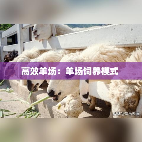 高效羊场：羊场饲养模式 