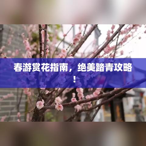 春游赏花指南，绝美踏青攻略！