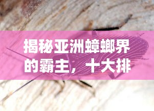 揭秘亚洲蟑螂界的霸主，十大排名榜单！