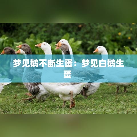 梦见鹅不断生蛋：梦见白鹅生蛋 