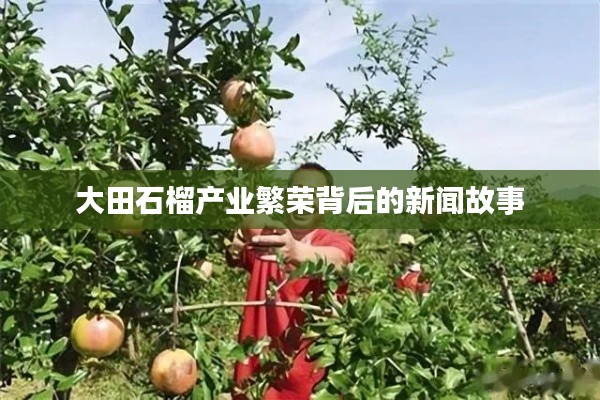 大田石榴产业繁荣背后的新闻故事