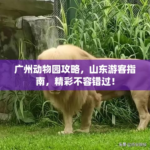 广州动物园攻略，山东游客指南，精彩不容错过！