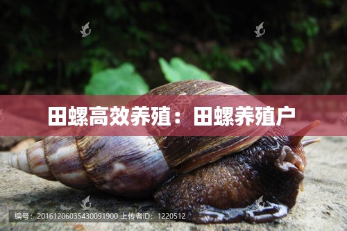 田螺高效养殖：田螺养殖户 