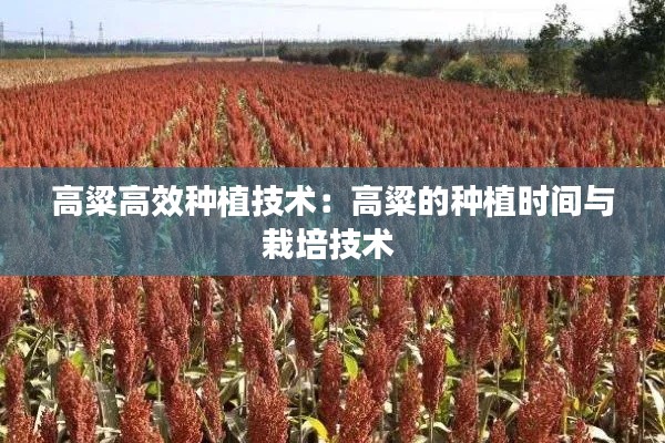 高粱高效种植技术：高粱的种植时间与栽培技术 