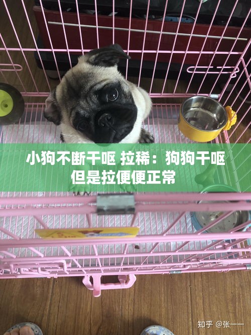 小狗不断干呕 拉稀：狗狗干呕但是拉便便正常 