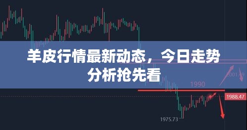 羊皮行情最新动态，今日走势分析抢先看