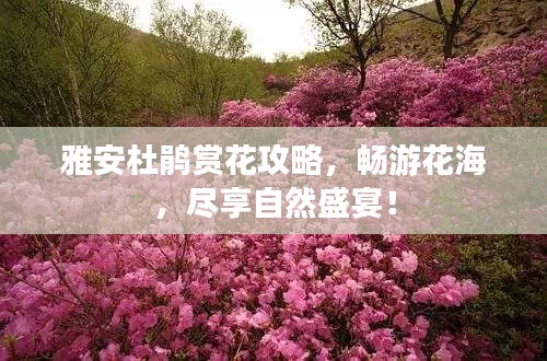 雅安杜鹃赏花攻略，畅游花海，尽享自然盛宴！
