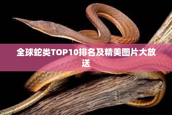 全球蛇类TOP10排名及精美图片大放送
