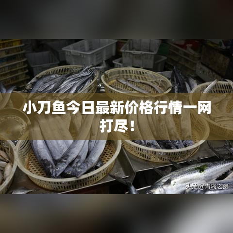 小刀鱼今日最新价格行情一网打尽！