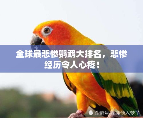 全球最悲惨鹦鹉大排名，悲惨经历令人心疼！