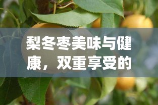 梨冬枣美味与健康，双重享受的果实组合
