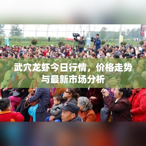 武穴龙虾今日行情，价格走势与最新市场分析