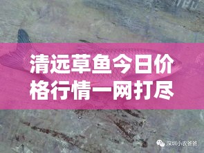 清远草鱼今日价格行情一网打尽