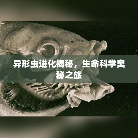 异形虫进化揭秘，生命科学奥秘之旅