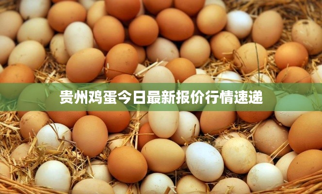 贵州鸡蛋今日最新报价行情速递