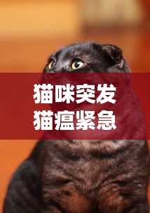 猫咪突发猫瘟紧急救治措施